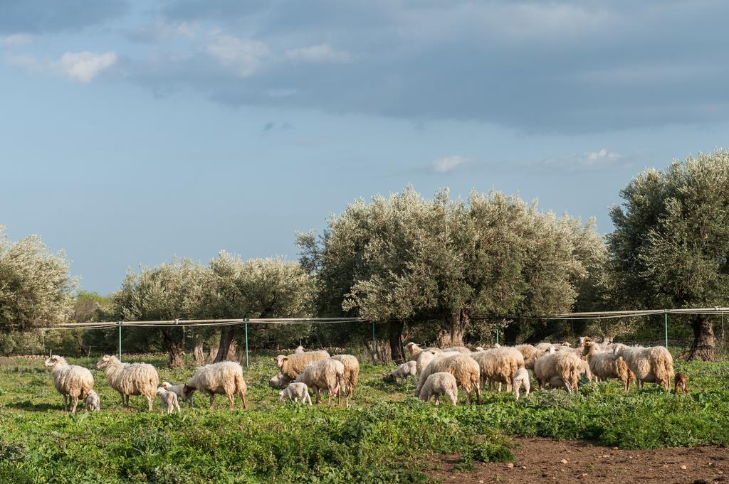 فيلا Il Vecchio Frantoio أوغوستا المظهر الخارجي الصورة